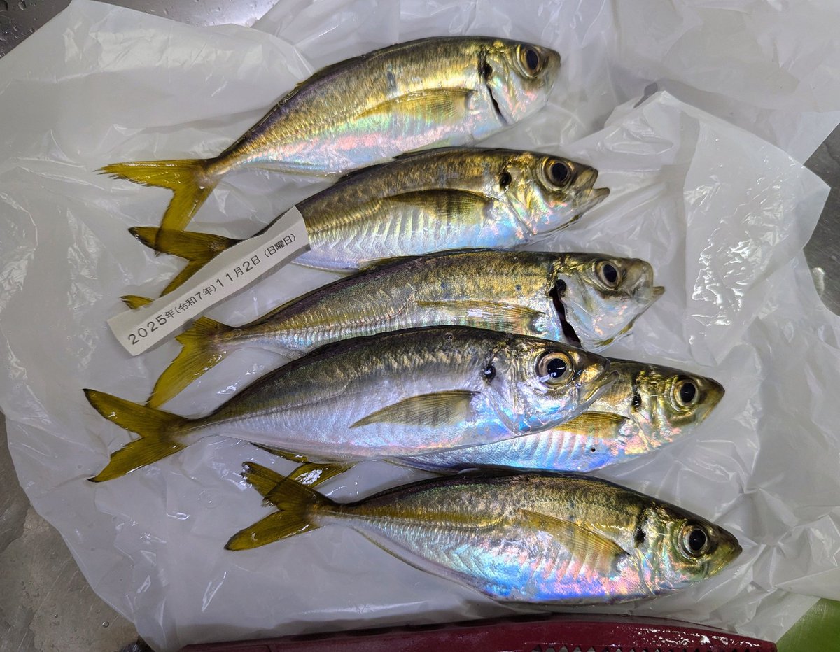 oni03's tweet image. 強風の向い風でジグヘッドの動きが分からない状況での釣りでしたが、楽しかったです♪