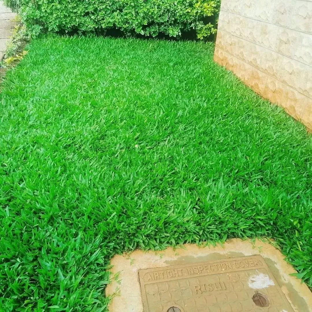 Brigadier_Kenya's tweet photo. #PembaLawn
0729223329
The best &amp; affordable lawn grass that makes your compound attractive &amp; welcoming

Dominates over weeds Little water needed Grows quickly Grows under shade Drought tolerant

Tanzania Kikuyus Luos Murima Gachagua Enoch Eliud Kipchoge TZ Democracy  Journalists https://t.co/wTnCasDNrr