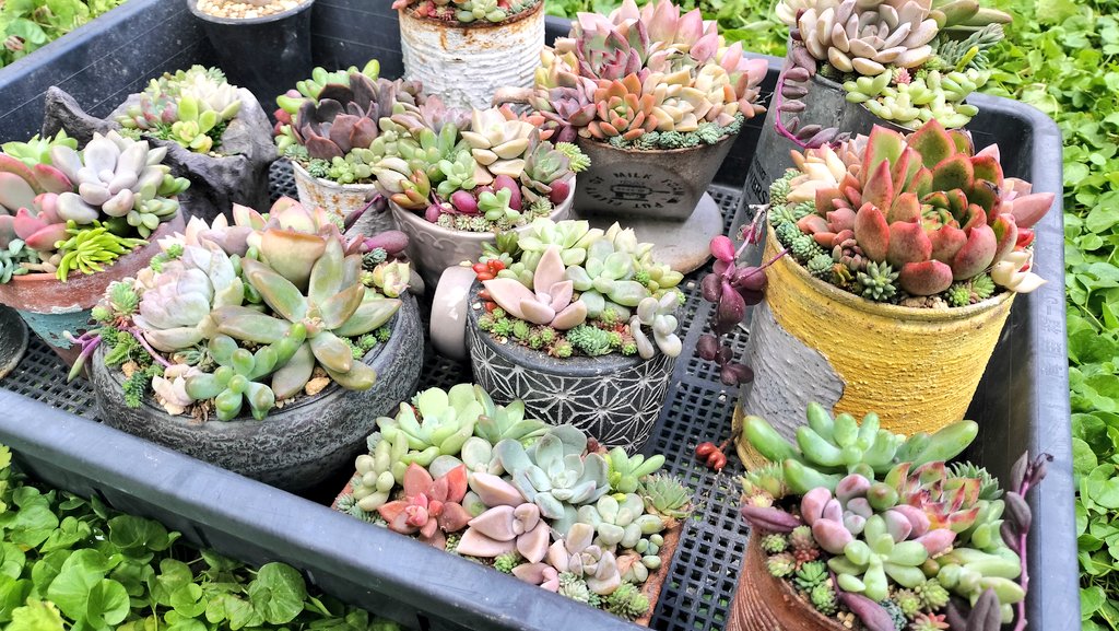 TanikuriT's tweet photo. 朝から5時間くらい多肉の手入れして寄せ植も大量に作ったー！ｾﾞｰﾊｰ。これで秋の最低限の手入れはやれたかな。まだまだやりたいことはあるけど、時間と時期を考えたら…あとは春でもいっかー。 https://t.co/RXnnAFs69N