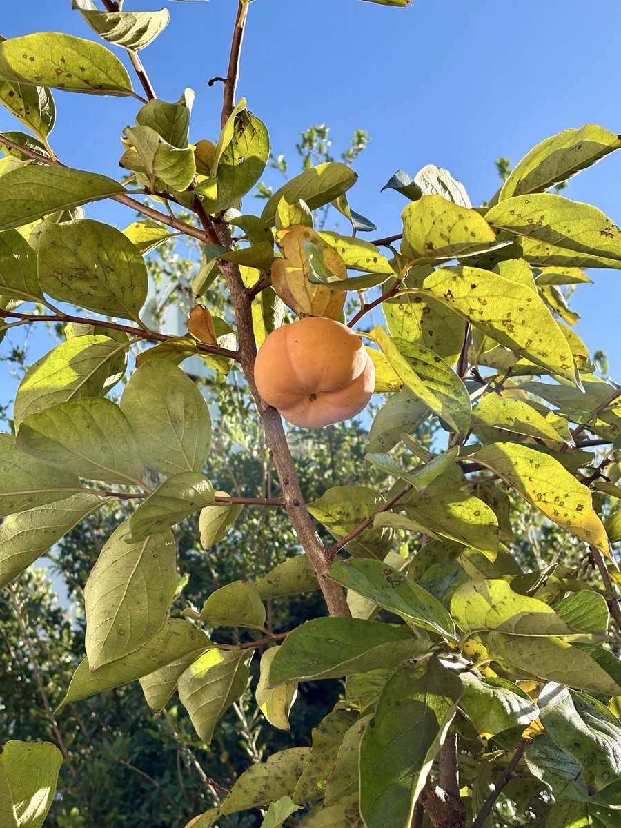 つねごろう 加藤治郎 on X