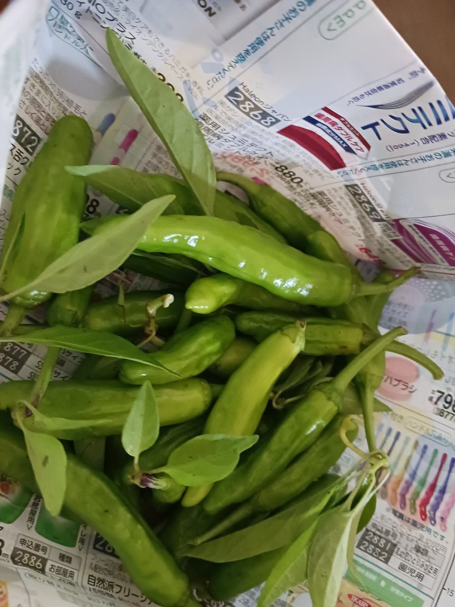 田んぼページ 奈津子 on X