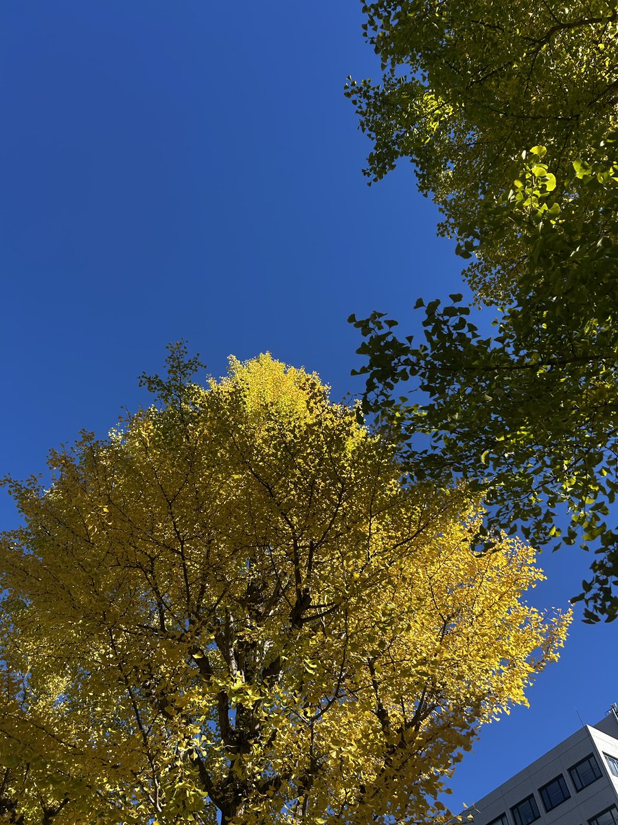 『今こそ平和といのちと人権を！11.3憲法アクション』伊藤千尋さんのスピーチです。
国会前の銀杏並木は色づきはじめ、時折吹く強い風にギンナンの実が降ってきます。
午前中は「こまえくぼフェスティバル」、子どもたちで賑わっていました！オススメはタコせんべい
#1103憲法アクション  #狛江