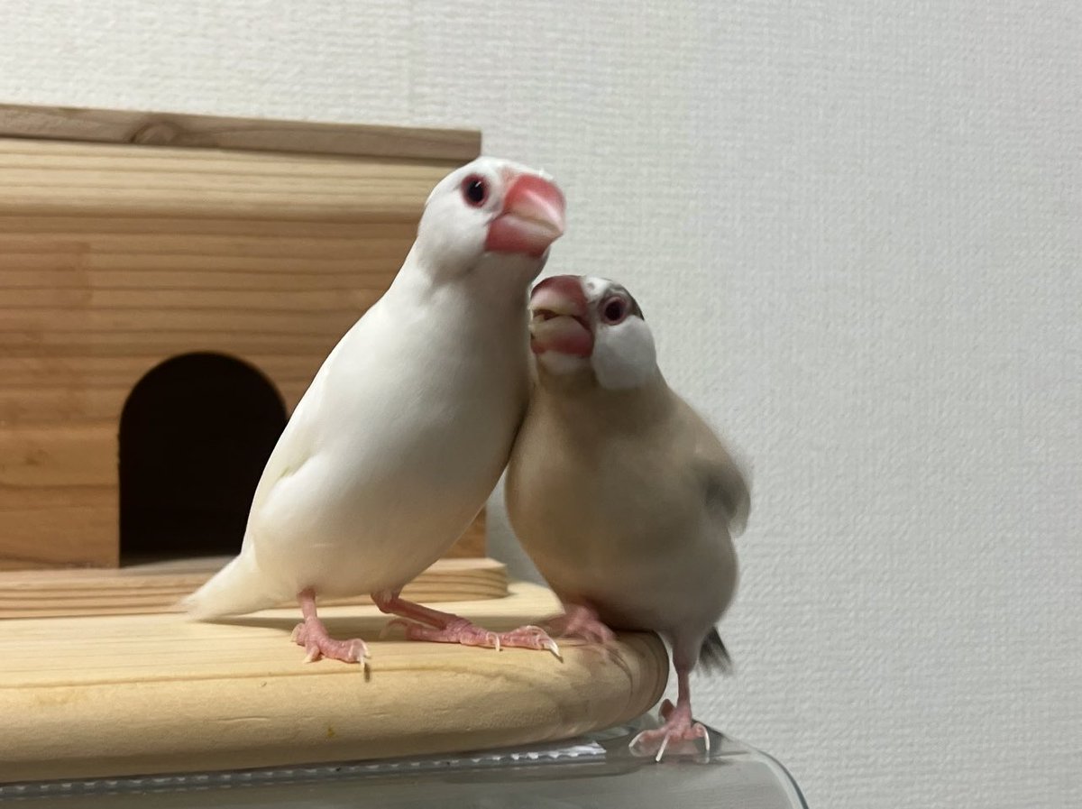 ビッケ -from:miyabi_himasaku -mechamao -from:souta_mpc -from