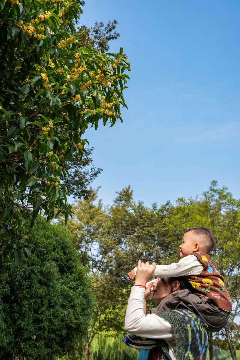 Jiascinating's tweet image. As the temperature drops, osmanthus trees across Jiaxing are in full bloom. 🌸

The sweet fragrance drifts through the streets, inviting passersby to slow down and breathe it in.💫

#OsmanthusSeason  #ScenicBeauty   #ScenicBeauty