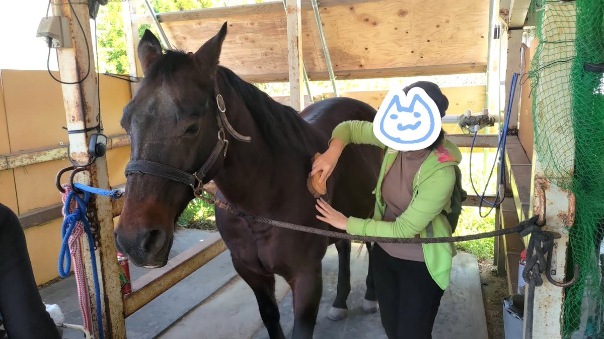 ふれあい牧場に行ったらあまりにも無抵抗に抱かれるデッカイニャンがいてよかった
おうまさんのブラッシングもしてきた