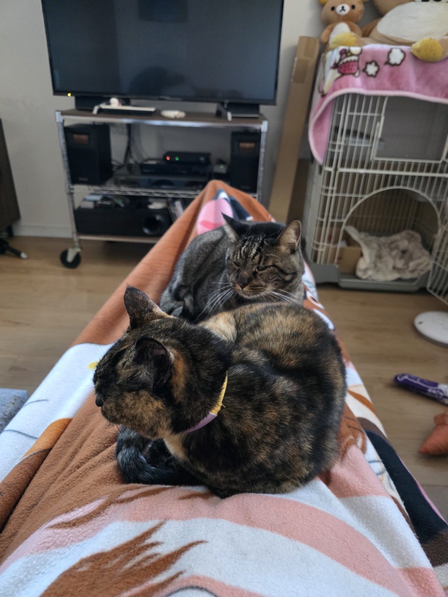 kurodarma's tweet photo. 安定の2人乗り😽 https://t.co/gSDeImatUj