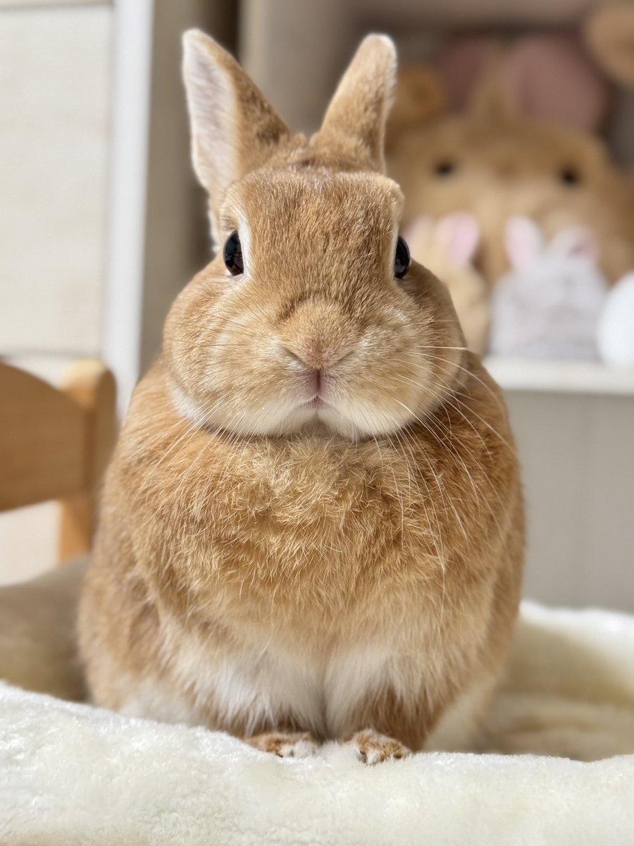 うさぎのランとコナンとシェリー (@usako0914ran) / Posts / X