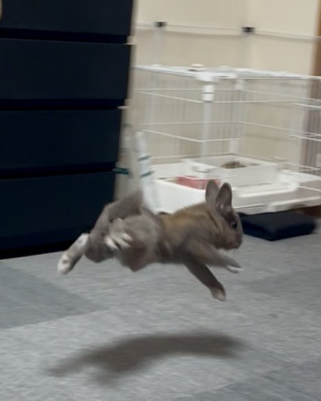 user_null_hoge's tweet image. それはもう「狩り」をする側なのよ

#うさぎ