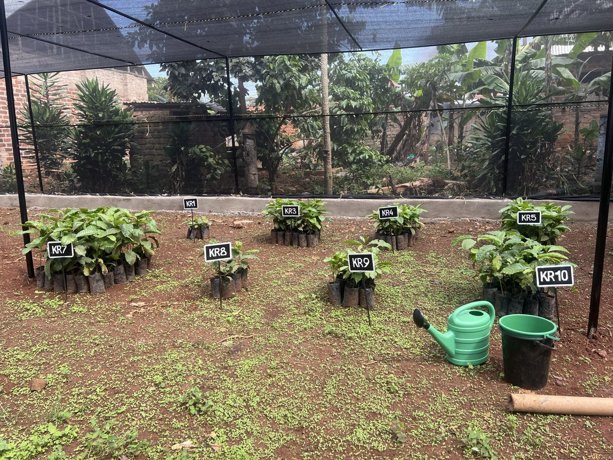 *Invest in Your Coffee Future!*
Get high quality coffee seedlings today and take your coffee farming to the next level.
#MwanyiTerimba