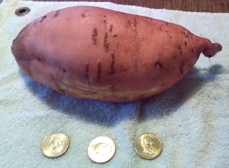 james_kafka's tweet image. The coming of winter (for me) is a time for reflection as I till over the plants that brought me great joy. I am in awe when see fruits and vegetables grow; I am eternally grateful to them all. What an amazing world we live in.
1 of many!