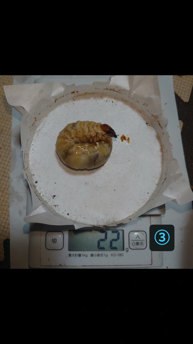 Mako｜お気軽にコメントください⭐︎！ しなことリアルピースの運命の数字とは？ | TikTok