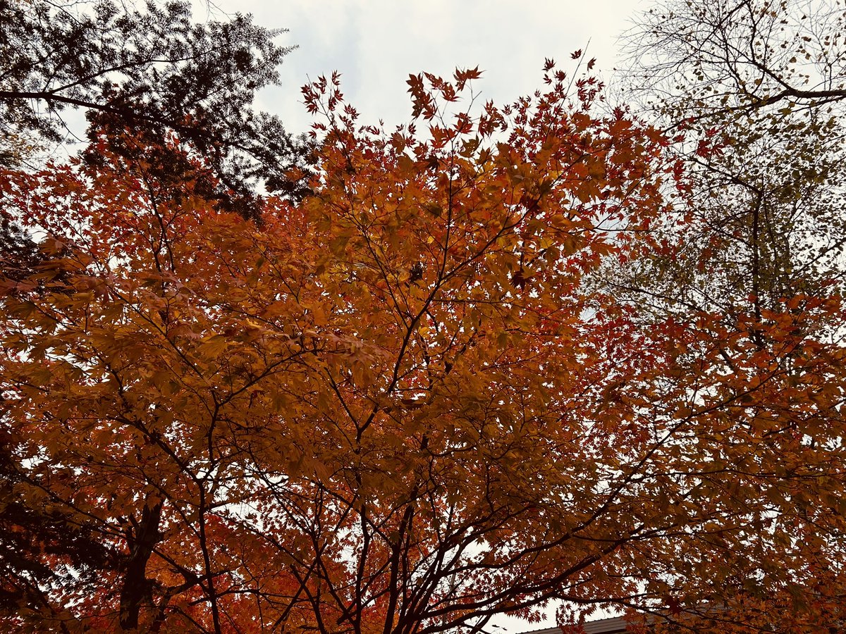 苗木専用 問い合わせページ 10月より再開...♪*゜冬の防寒対策参考画像あり ▱ on X