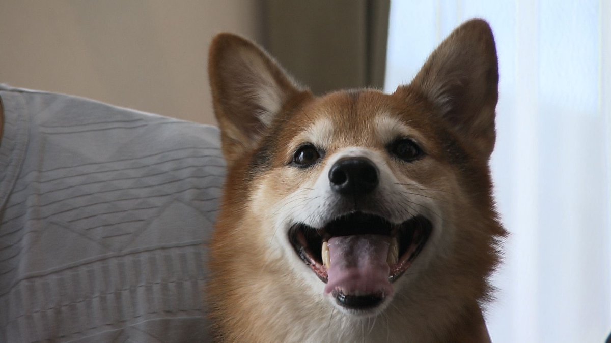cx_mezamashi's tweet image. #きょうのわんこ に登場してくれたのは「くろまろ」でした🐶散歩中に友だちわんこを見つけるとその場で伏せてストップ💡友だちがやってくると自分から挨拶するんだって😝

きょうのわんこはFODで無料配信中→fod.fujitv.co.jp/title/3291/

#めざましテレビ