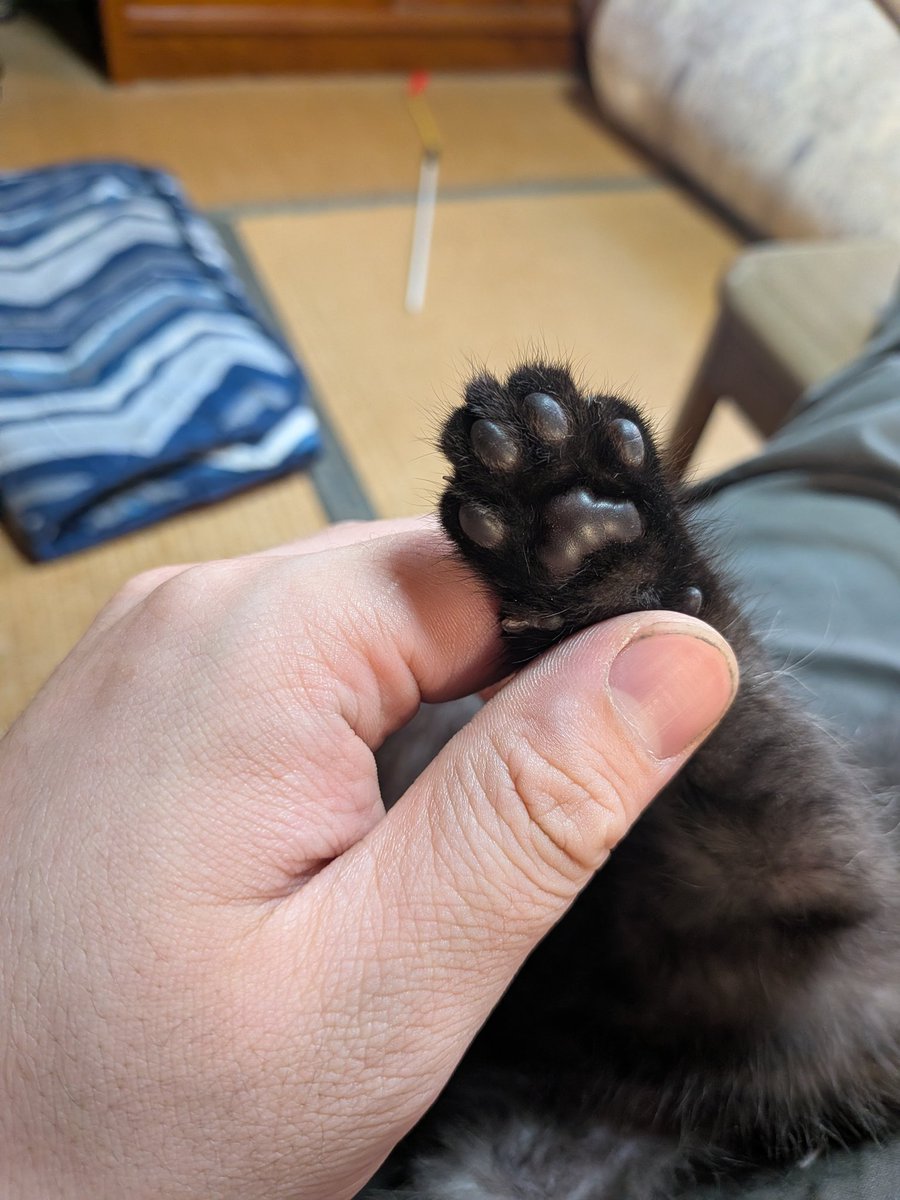 増援信者のアーセナルベース (@cpqysqkvrxtgb1h) on Twitter photo 