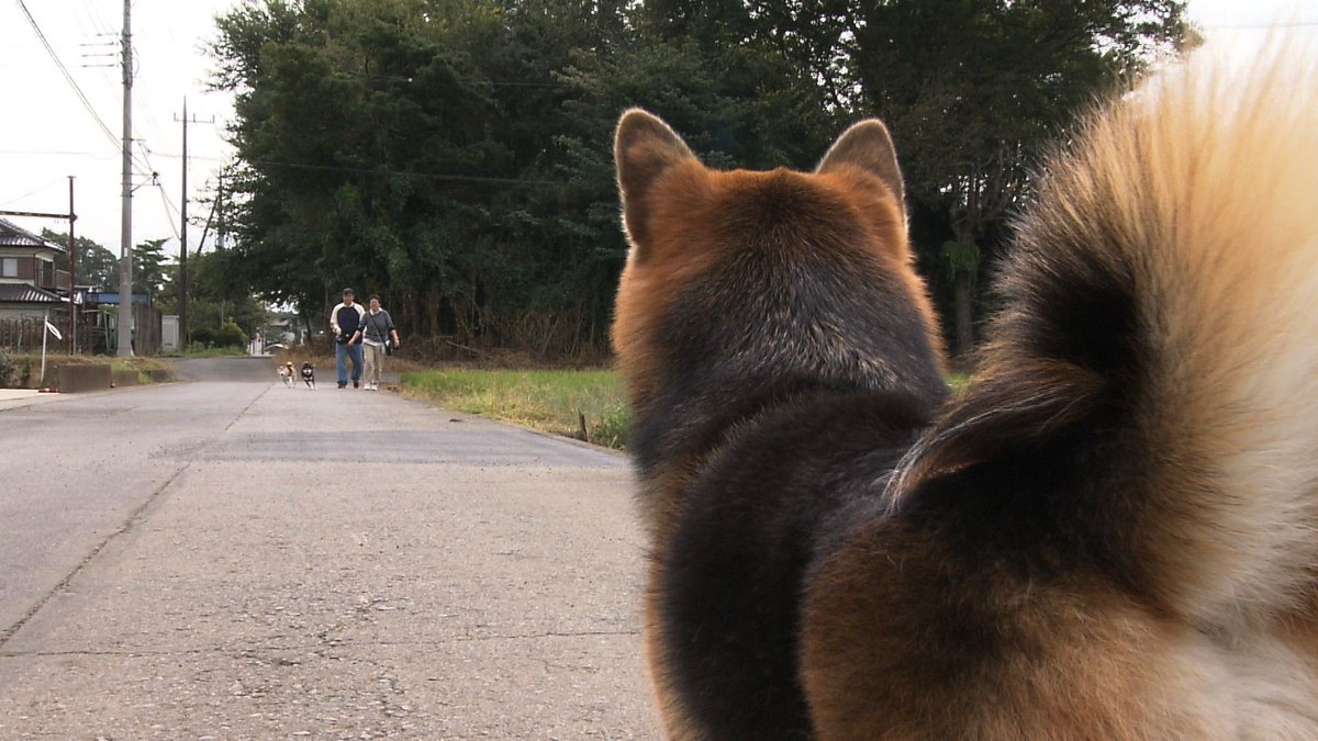 cx_mezamashi's tweet image. #きょうのわんこ に登場してくれたのは「くろまろ」でした🐶散歩中に友だちわんこを見つけるとその場で伏せてストップ💡友だちがやってくると自分から挨拶するんだって😝

きょうのわんこはFODで無料配信中→fod.fujitv.co.jp/title/3291/

#めざましテレビ