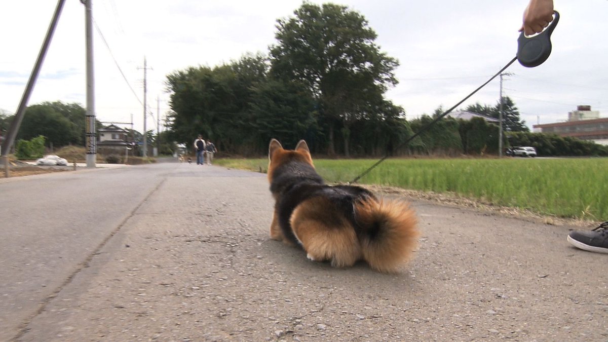 cx_mezamashi's tweet image. #きょうのわんこ に登場してくれたのは「くろまろ」でした🐶散歩中に友だちわんこを見つけるとその場で伏せてストップ💡友だちがやってくると自分から挨拶するんだって😝

きょうのわんこはFODで無料配信中→fod.fujitv.co.jp/title/3291/

#めざましテレビ