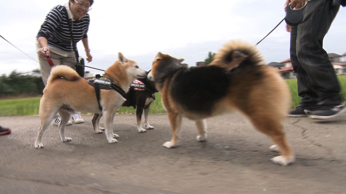 cx_mezamashi's tweet image. #きょうのわんこ に登場してくれたのは「くろまろ」でした🐶散歩中に友だちわんこを見つけるとその場で伏せてストップ💡友だちがやってくると自分から挨拶するんだって😝

きょうのわんこはFODで無料配信中→fod.fujitv.co.jp/title/3291/

#めざましテレビ