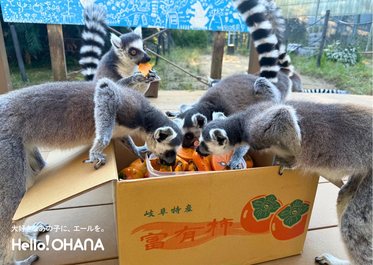 Hello!OHANA｜動物たちの応援団🐧🌼 (@helloohana_) / Posts / X