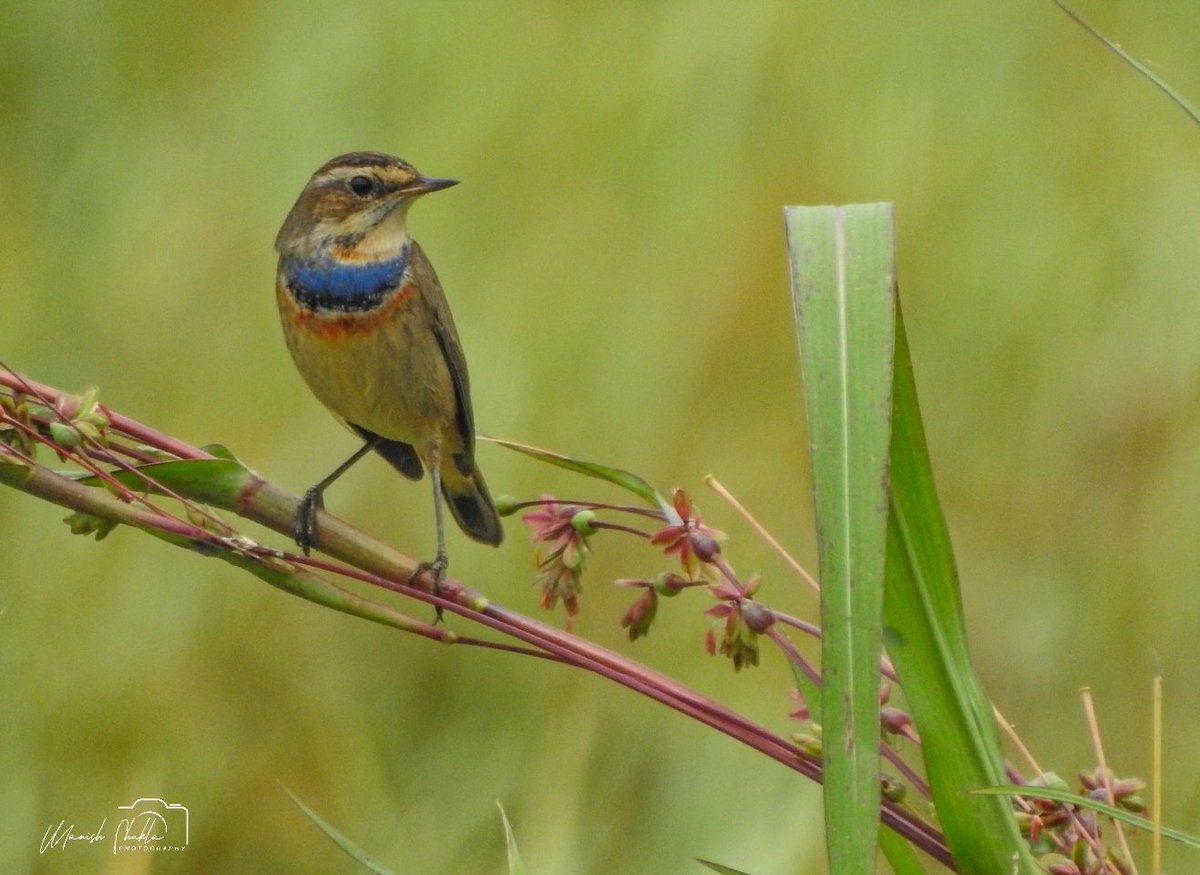 Manish Shukla tweet media