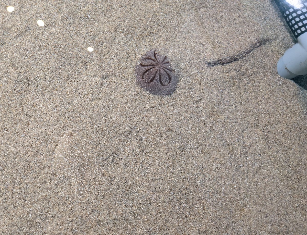 【さかなまん】 水族マン@ビーサポ on X