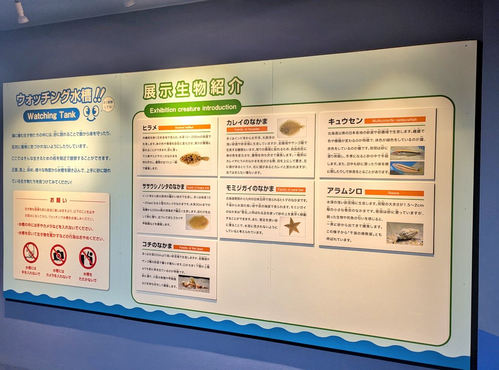 水族マン@ビーサポ on X