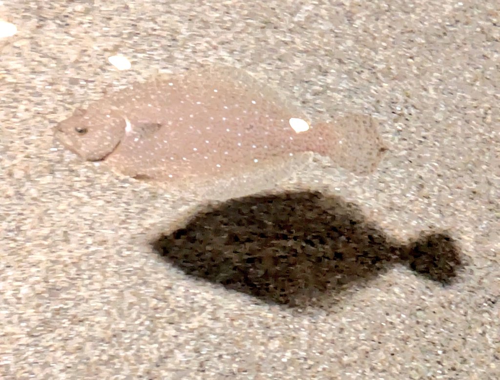 水族マン@ビーサポ on X