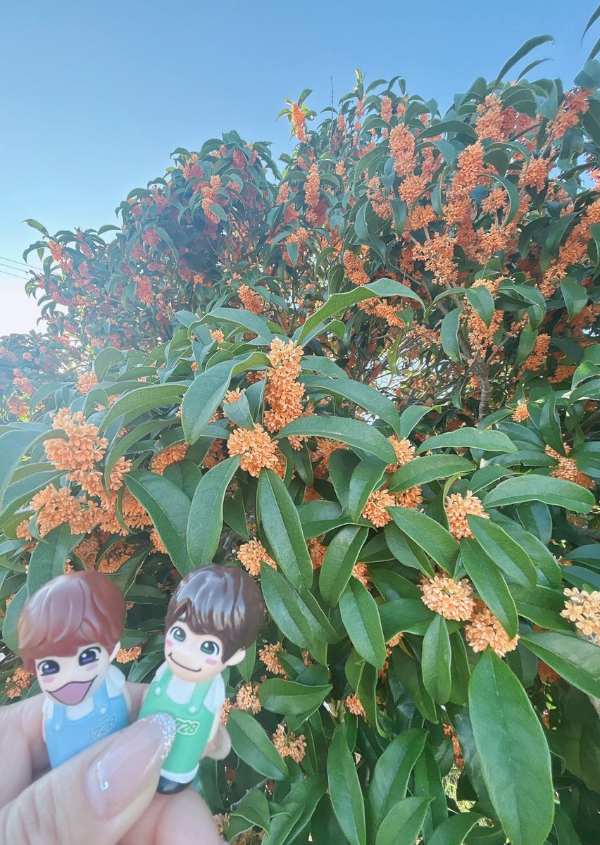 ❁*.⋆̩M.net☺︎⋆̩*❁*.゜様の専用ページ ꕤtuno on X