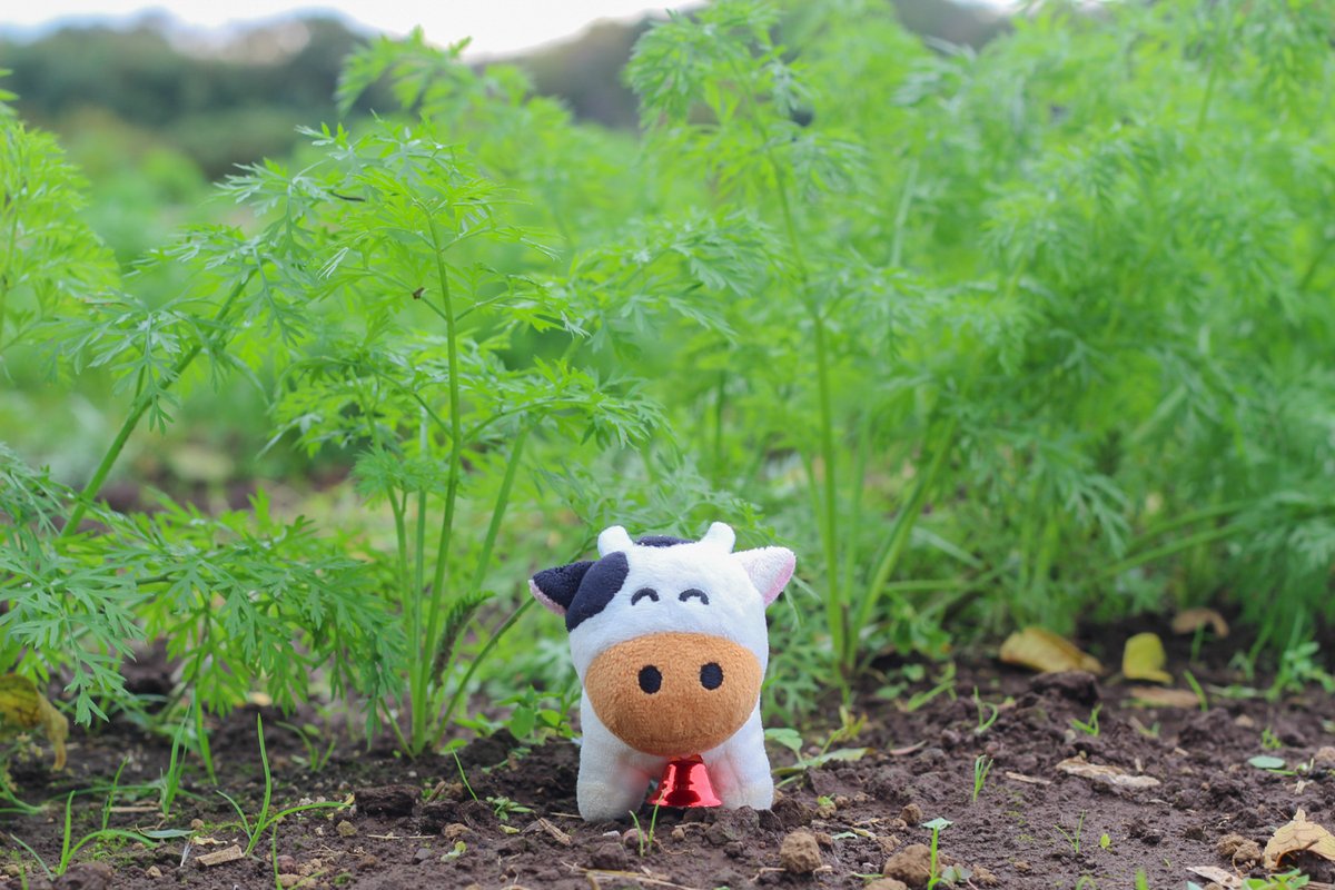 成田ゆめ牧場のゆめこちゃん (@yumebokujo) / Posts / X