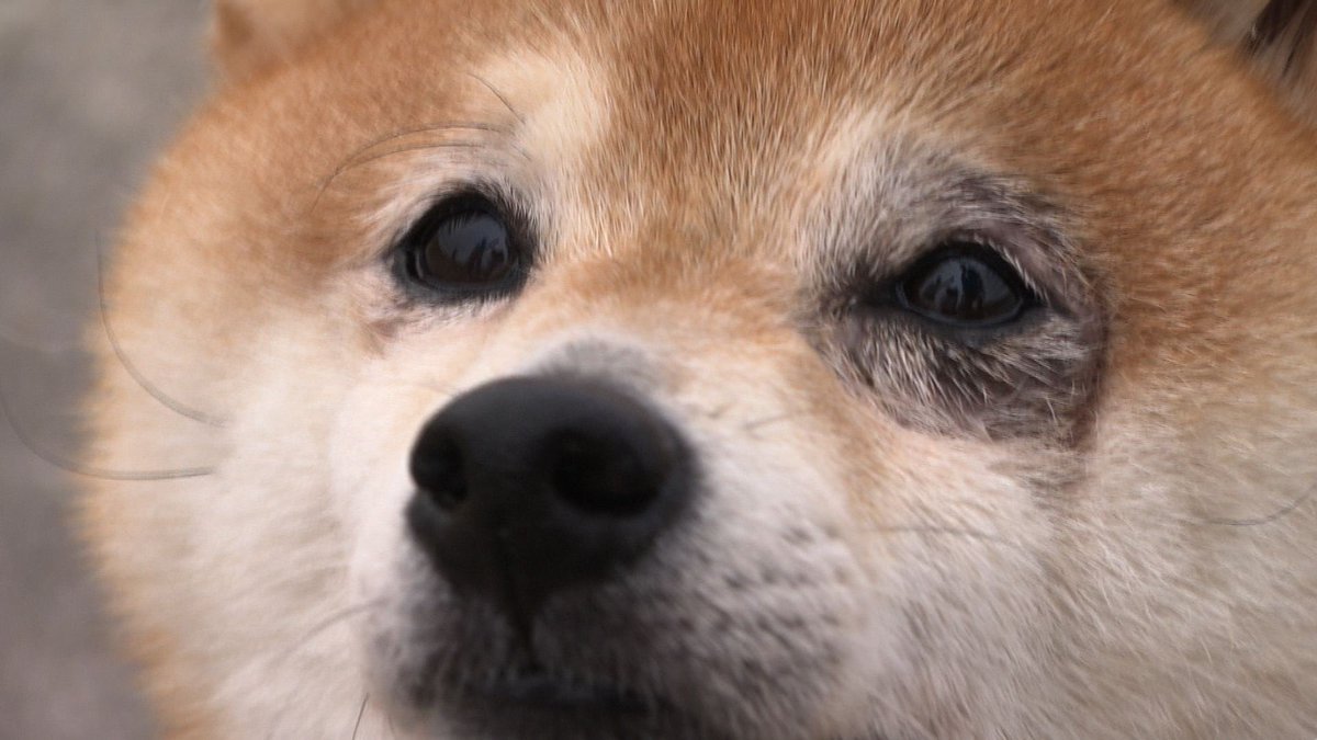 cx_mezamashi's tweet image. #きょうのわんこ に登場してくれたのは「コタロー」でした🐶可愛いがってくれた奥さんが亡くなった今でもいっしょに散歩した河川敷で思い出を胸に歩いているんだって😀

きょうのわんこはFODで無料配信中→fod.fujitv.co.jp/title/3291/

#めざましテレビ