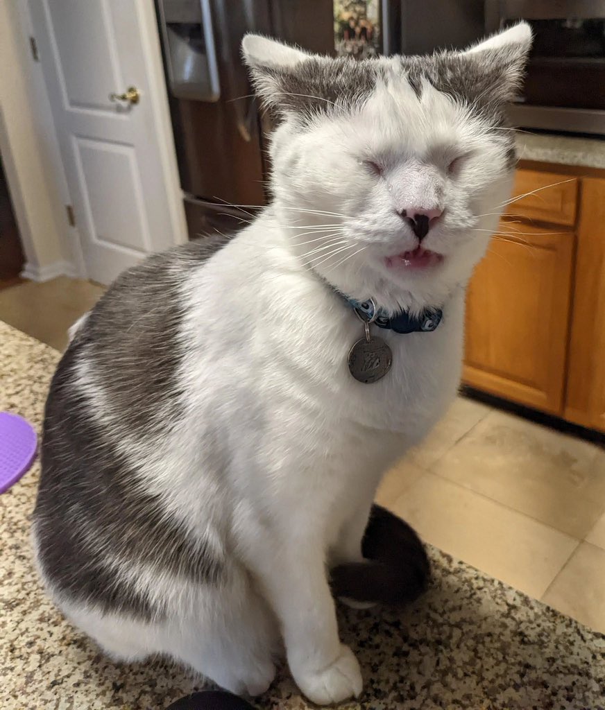 JoyfullCat's tweet image. He got a little too close when his human was cutting onions..