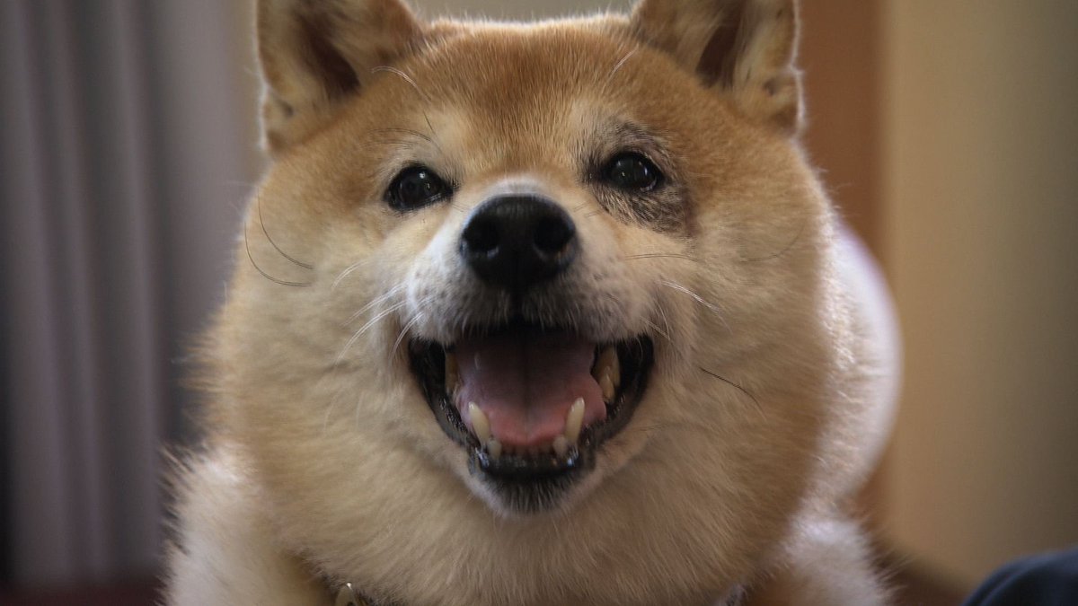 cx_mezamashi's tweet image. #きょうのわんこ に登場してくれたのは「コタロー」でした🐶可愛いがってくれた奥さんが亡くなった今でもいっしょに散歩した河川敷で思い出を胸に歩いているんだって😀

きょうのわんこはFODで無料配信中→fod.fujitv.co.jp/title/3291/

#めざましテレビ