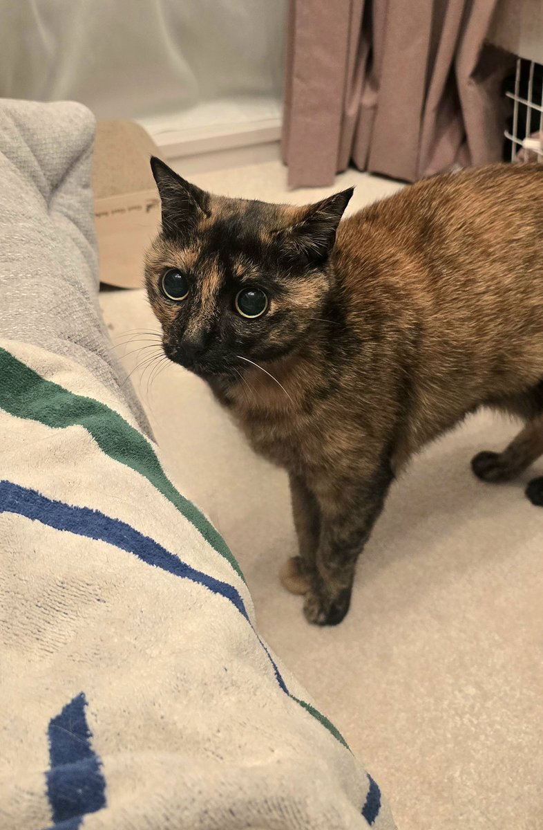 XECARO ZX (@XecaroZX) / Posts / X