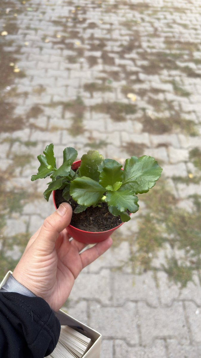 Yeni bir haftaya başlıyoruz. Biraz agresif başladım ama halledecem inşallah.😌
Günaydın.🥳

#günaydın #pazartesi