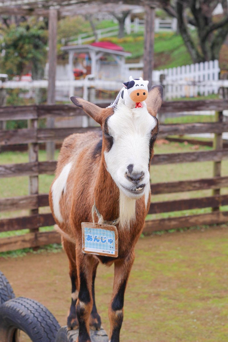 成田ゆめ牧場のゆめこちゃん (@yumebokujo) / Posts / X