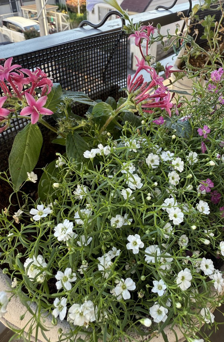 hiromi❤️히로미 on X