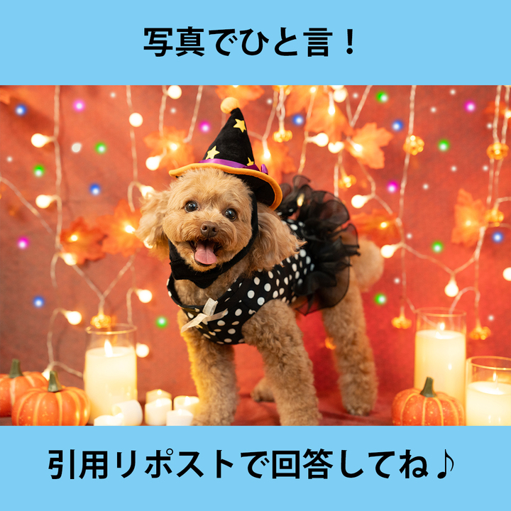 エビス (@abc123ef) / Posts / X