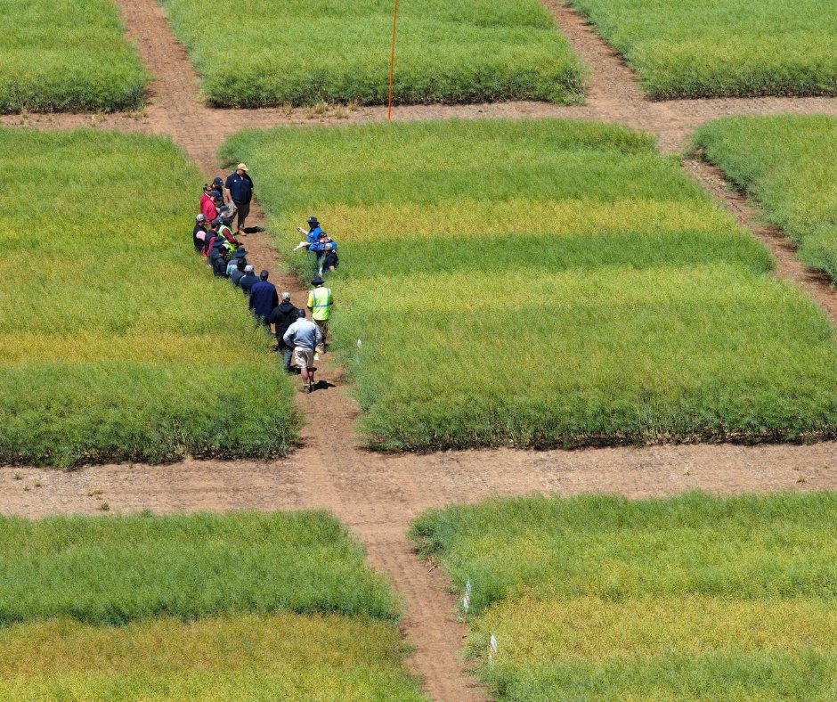 The Pioneer® Seeds canola field walk season is coming to an end, wrapping up in South Australia last week. Pioneer Territory Sales Manager Paul Jenke hosted growers and agronomists across three of our STRIKE (Seed Technology Research In Key Environments) sites who were keen to