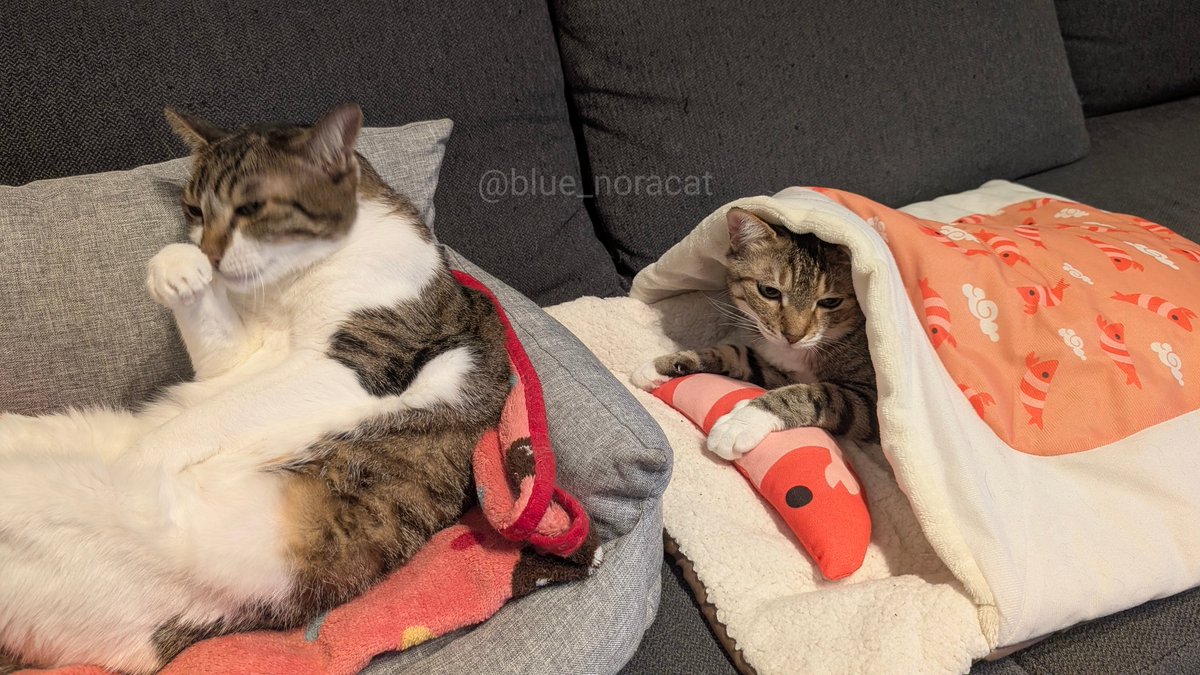 ←目が覚めてお手入れタイムな猫
お布団の魔力でまだまだ眠い猫→