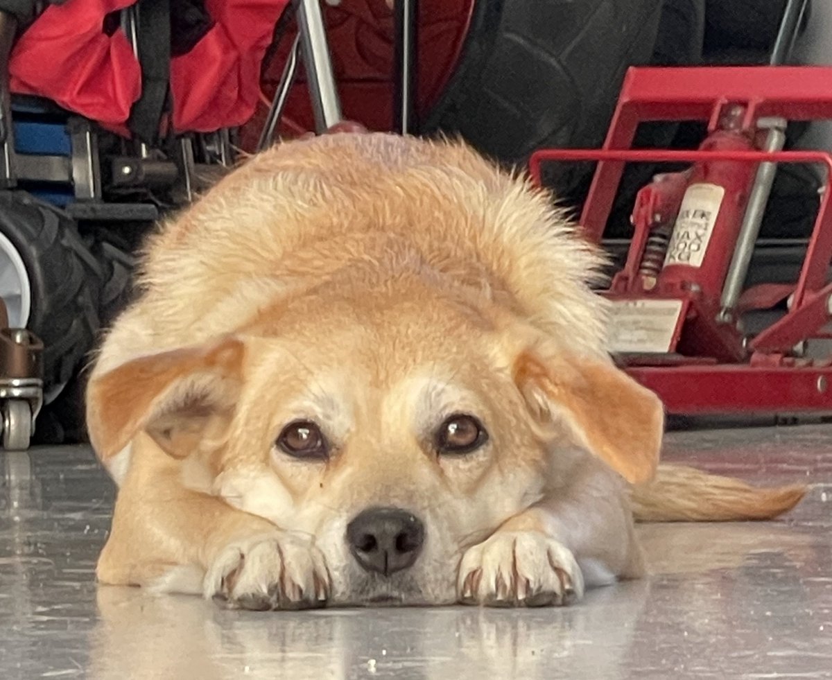 ラ*ク様 ❤️充実株❤️1256⭐️極上⭐️小輪⭐️多弁⭐️ 【オレンジ】クリス ガモリ (@ony877) / Posts / X