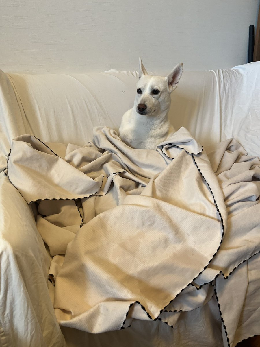 白黒犬ページ ペキニーズ【香川県・男の子・2024年4月21日・ホワイトブラック