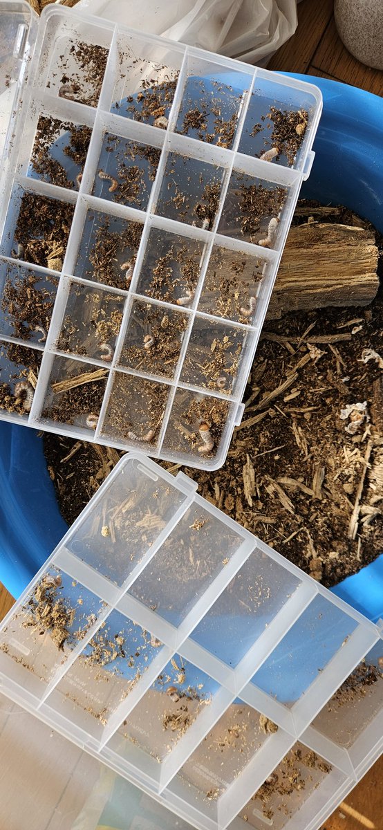 今日はSBに行きたかったが午後から予定があり断念😭

お盆に新潟で採集したオオクワペアの割出
♀単でセットに投入したがなかなか産む素振りがなく同日採集の♂と同居後再びセットに投入♪
少し時間置いたけど幼虫17匹

ついでに同日採集したアカシアのセットも割出
幼虫26匹
でかいアカシア目指すか♪