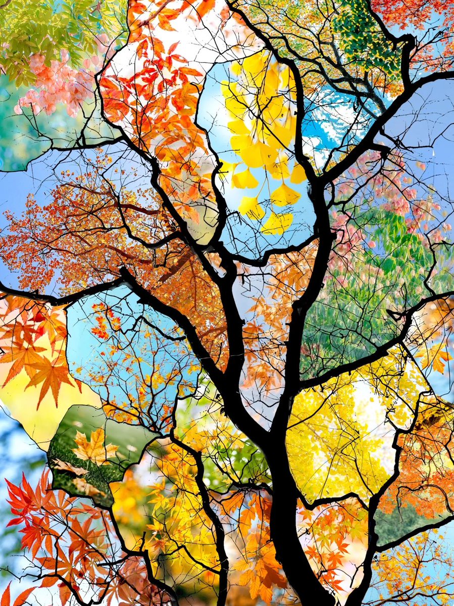 一年好景君须记，最是橙黄橘绿时
好神的图🍂