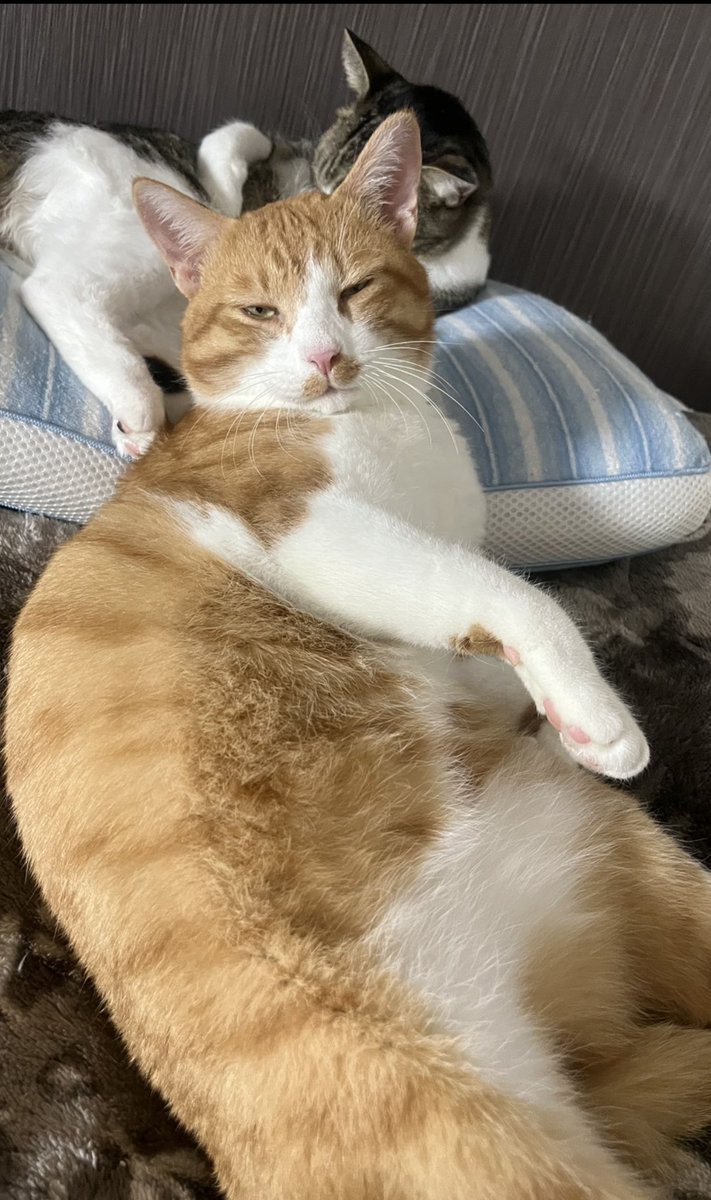 キジ白つくしちゃんときなこ🐾 (@Neko2Obasan) / Posts / X