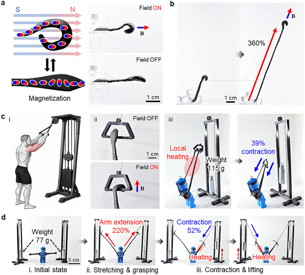 CyberRobooo's tweet image. Amazing artificial muscles

The UNIST team in South Korea has developed a new type of artificial muscle that can lift over 4,000 times its own weight.

It’s not only highly flexible — with a strain of 86%, more than twice that of human muscle — but also incredibly strong, with an…