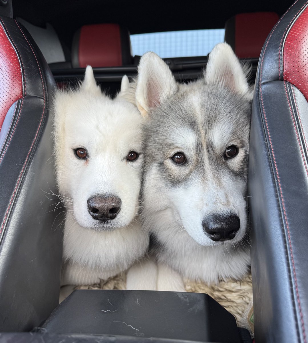 snowski1008's tweet image. おでかけしよう🍁
ぎゅうぎゅう