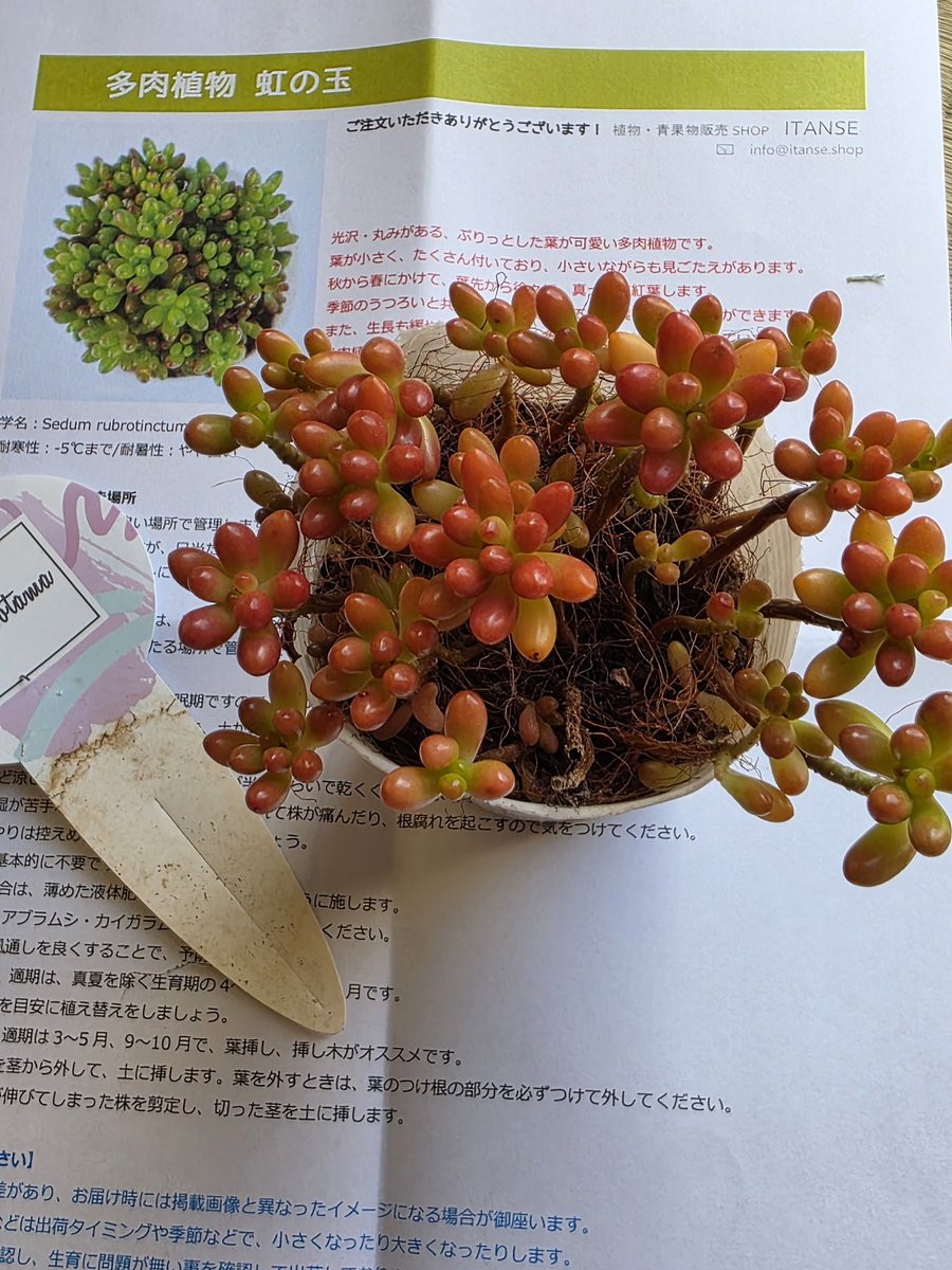 たそぴさま確認ページ♡ はっぴー動物園🐯 on X