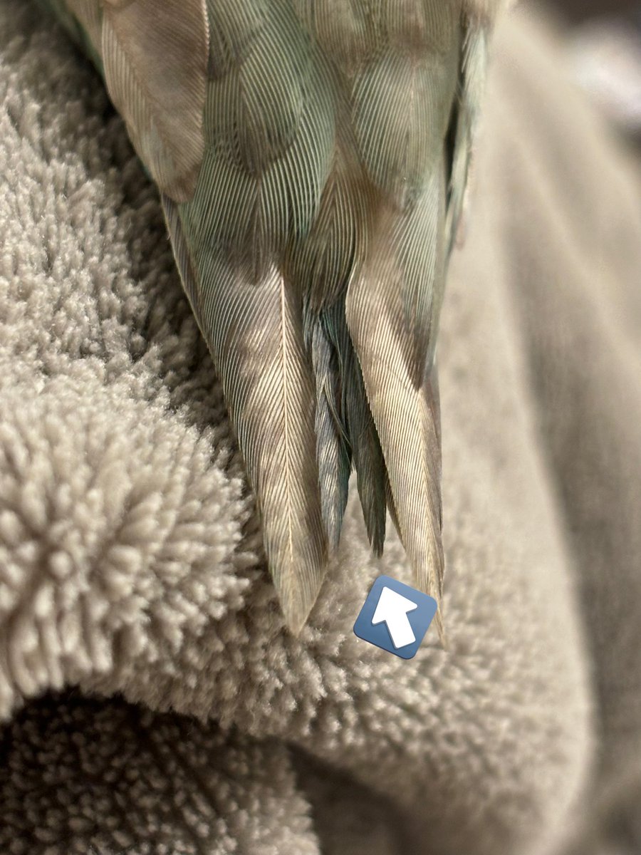 チルチル (@chill_pipopo) / Posts / X