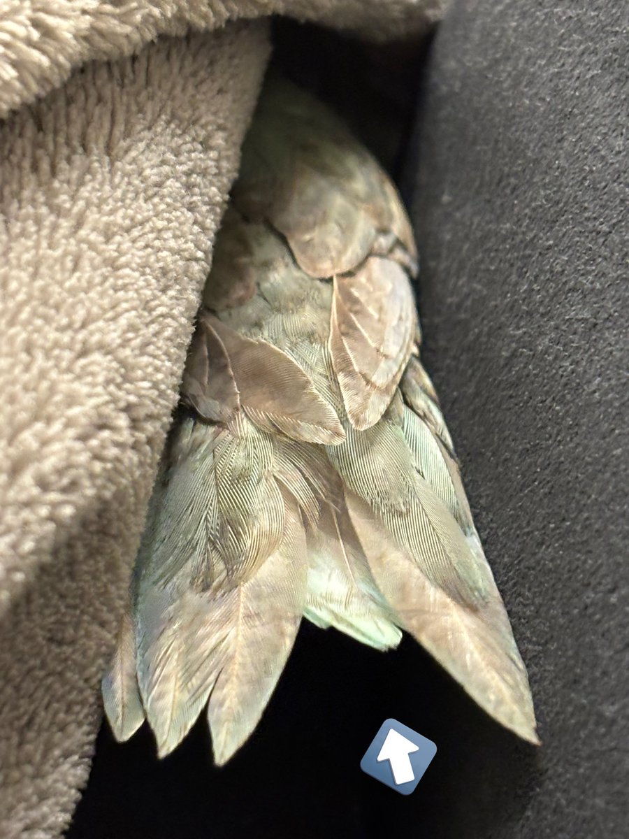 チルチル (@chill_pipopo) / Posts / X