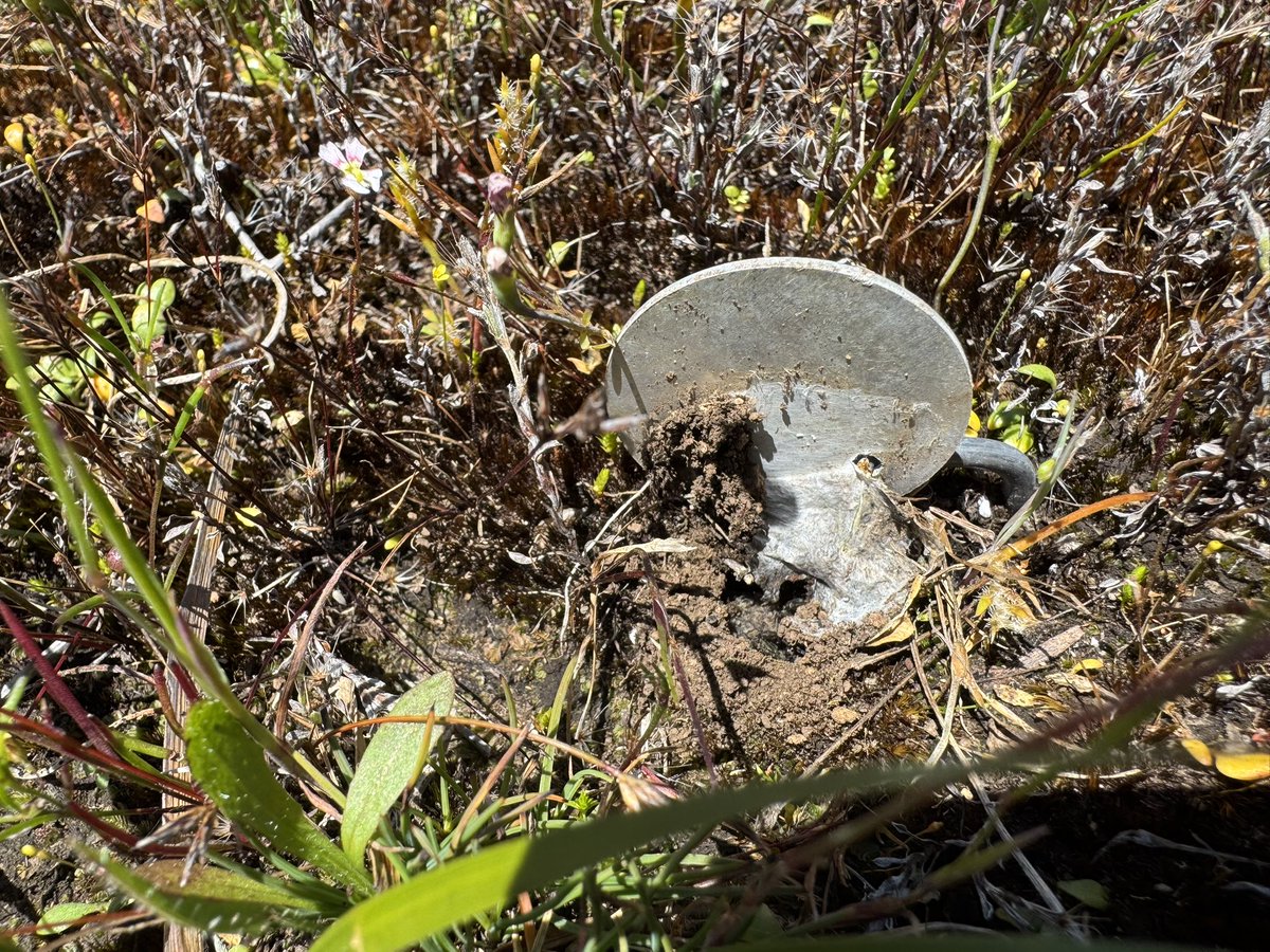 When your plant tag is used as habitat by the local wildlife! This spider has the shiniest door in all the lands!