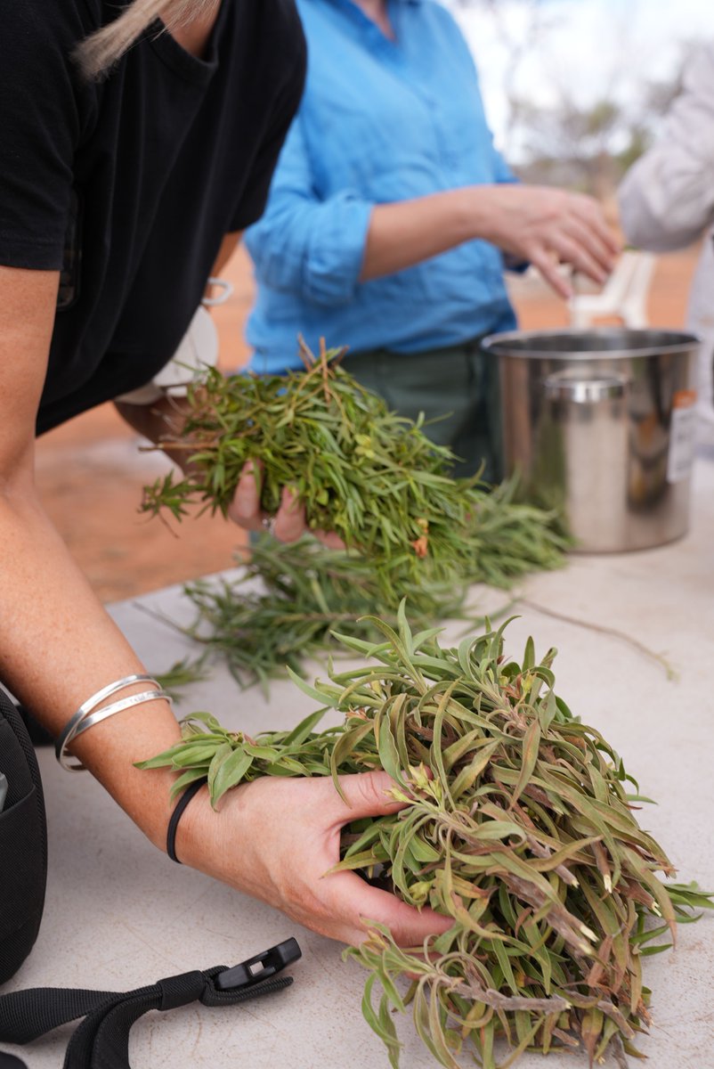 reddustoz's tweet image. Making bush medicine  - Our Recent On Country trip with McGrath Nicol. During the trip we were able to share with them sacred places, history and information regarding the lives of First Nations people from the central desert region.